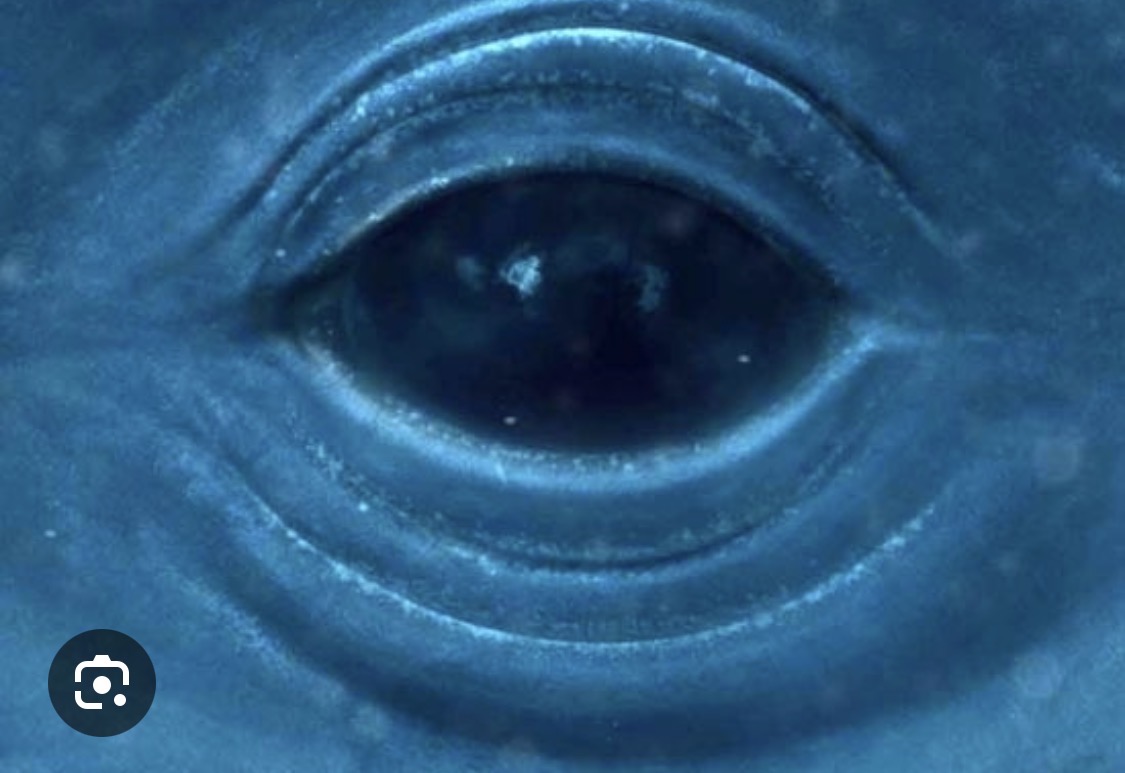 Il dettaglio dell’occhio di una balena, nei toni del blu petrolio
